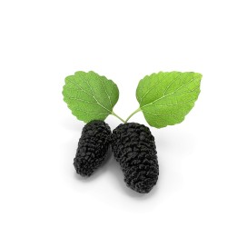 Mûres fraîches — barquette 125 g